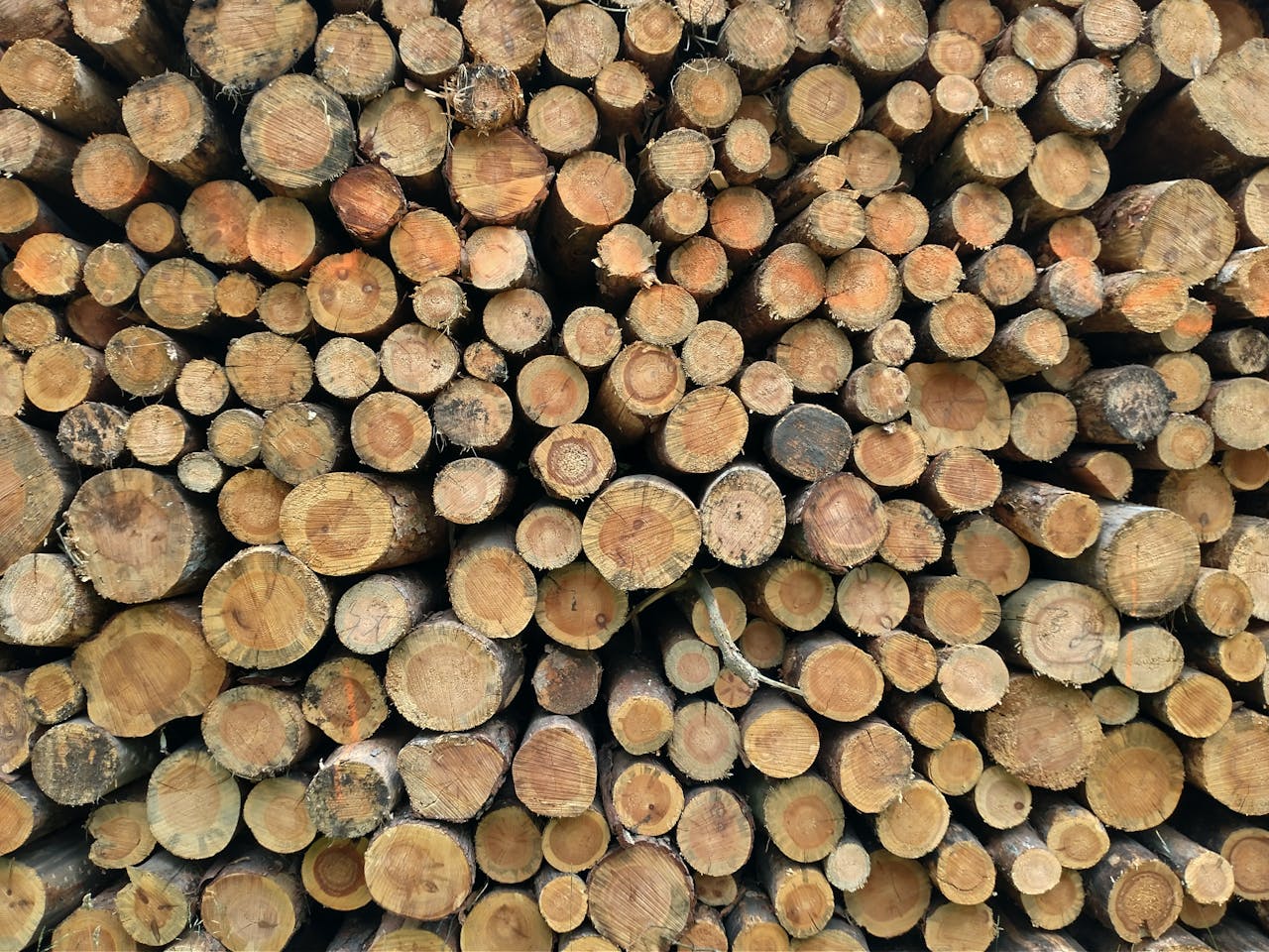 A detailed view of a neatly stacked pile of tree logs showcasing natural textures.